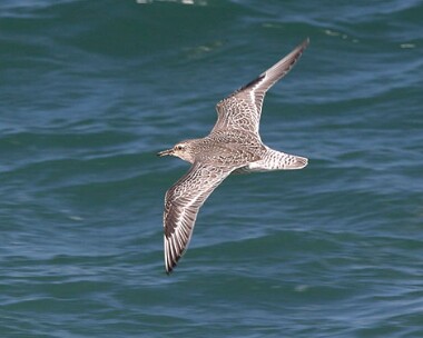 knot8 Knot Point of Ayre, Isle of Man