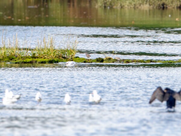 Lesser Yellowlegs