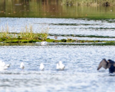 lesseryellowlegs140912 Lesser Yellowlegs (record shot) Kingsmill lake, Cornwall