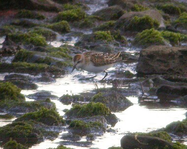 littlestint Little Stint Langness, Isle of Man (Record shot)