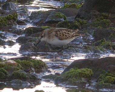 littlestint1 Little Stint Langness, Isle of Man (Record shot)