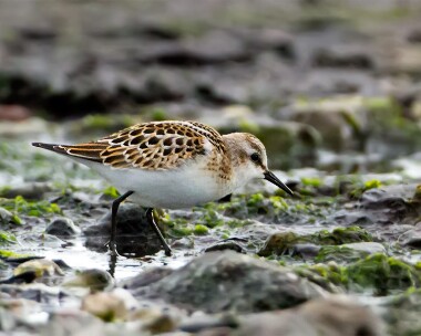 littlestint150911 Little Stint Langness, Isle of Man