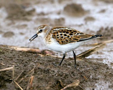 littlestint170910 Little Stint Titchwell RSPB, Norfolk