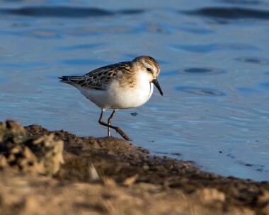 littlestint250916 Little Stint Frampton Marsh, Lincolnshire