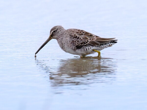Long-billed Dowitcher