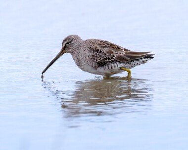 longbilleddow030424s Long-billed Dowitcher Cley, Norfoklk