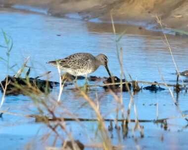 longbilleddowitcher131018 Long-billed Dowitcher Frampton Marsh, Lincolnshire