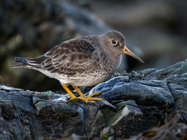 Purple Sandpiper
