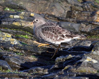 Purple sandpiper Purple Sandpiper Peel, Isle of Man