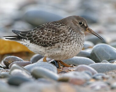 Purple-sandpiper1 Purple Sandpiper Point of Ayre, Isle of Man