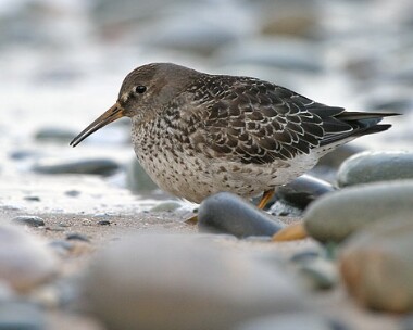 Purple-sandpiper2 Purple Sandpiper Point of Ayre, Isle of Man