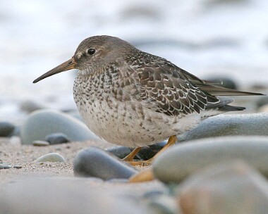 Purple-sandpiper3 Purple Sandpiper Point of Ayre, Isle of Man