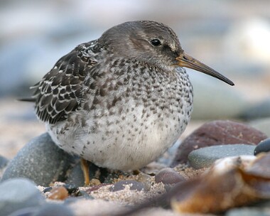 Purple-sandpiper4 Purple Sandpiper Point of Ayre, Isle of Man