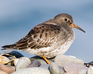 Purple-sandpiper5 Purple Sandpiper Point of Ayre, Isle of Man
