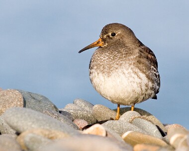 Purple-sandpiper6 Purple Sandpiper Point of Ayre, Isle of Man