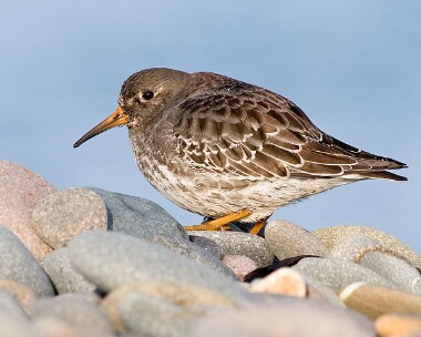 Purple-sandpiper7 Purple Sandpiper Point of Ayre, Isle of Man