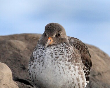 purplesandpiper010110 Purple Sandpiper Port St Mary, Isle of Man