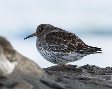 purplesandpiper010110b Purple Sandpiper Port St Mary, Isle of Man