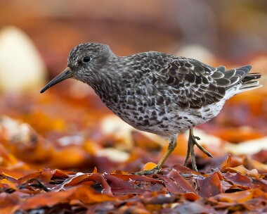 purplesandpiper050513 Purple Sandpiper Balranald, North Uist
