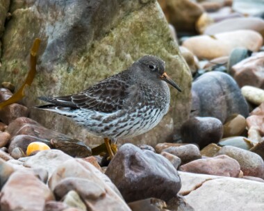 purplesandpiper070319 Purple Sandpiper Buckie, Scotland
