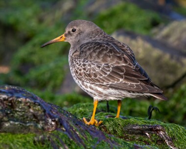 purplesandpiper220226 Purple Sandpiper Peel, Isle of Man