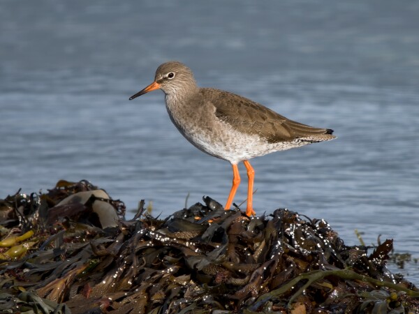 Redshank