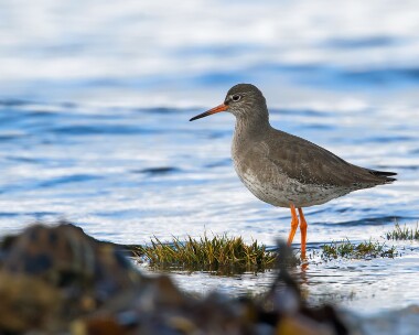 redshank180110c Redshank Langness, Isle of Man