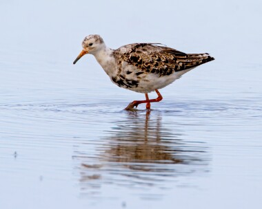 ruff030710 Ruff Cley, Norfolk