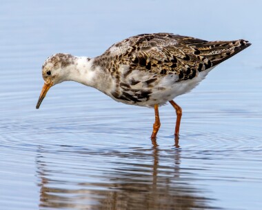ruff030710b Ruff Cley, Norfolk