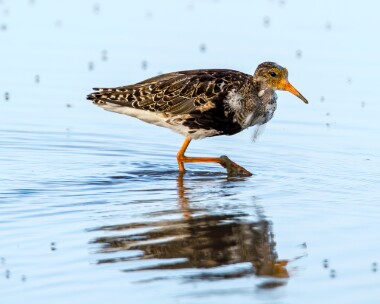 ruff030710c Ruff Cley, Norfolk