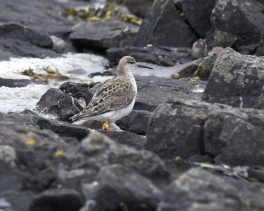 ruff060507 Ruff Sandwick, Isle of Man (Record shot)