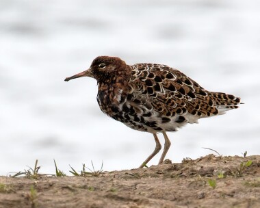 ruff080515 Ruff Frampton, Lincolnshire