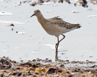 ruff100905 Ruff Strandhall, Isle of Man