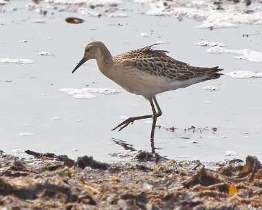 ruff100905b Ruff Strandhall, Isle of Man