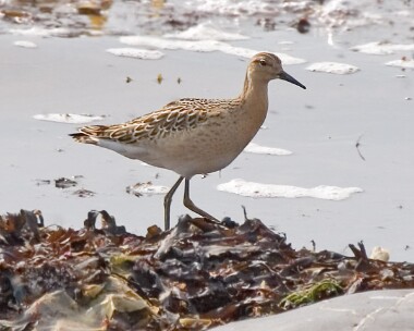 ruff100905c Ruff Strandhall, Isle of Man