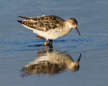 ruff110814 Ruff Titchwell, Norfolk