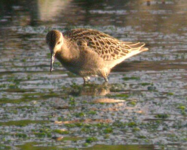 ruff140804 Ruff Langness, Isle of Man