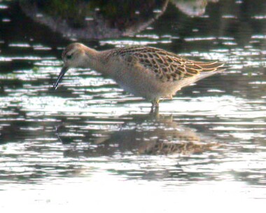 ruff140804a Ruff Langness, Isle of Man