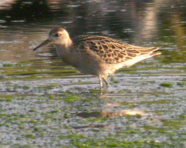 ruff140804d Ruff Langness, Isle of Man