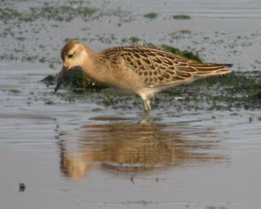 ruff150804c Ruff Langness, Isle of Man