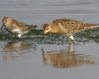 ruff150804d Ruff Langness, Isle of Man