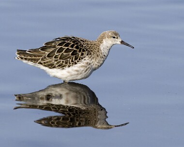 ruff200208 Ruff Martin Mere, Lancashire