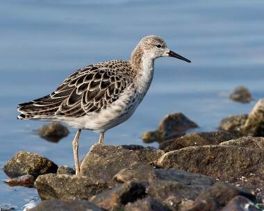 ruff200208b Ruff Martin Mere, Lancashire