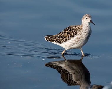 ruff200208c Ruff Martin Mere, Lancashire