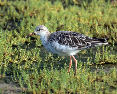 ruff200916 Ruff Titchwell, Norfolk