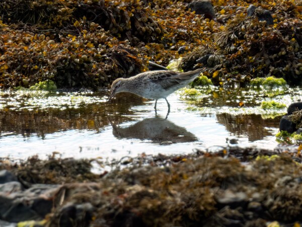 Sharp tailed Sandpiper