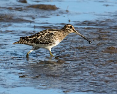 snipe111017 Common Snipe East Bank, Norfolk