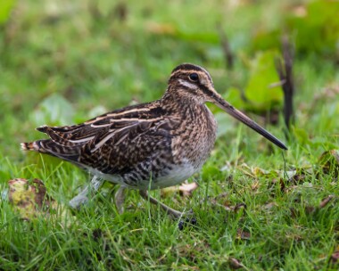 snipe211013 Common Snipe Cley, Norfolk