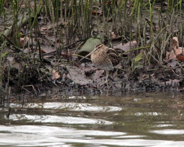 snipe4 Common Snipe Aber Ogwen, North Wales