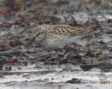 whiterumpedsand White-rumped Sandpiper Langness, Isle of Man
